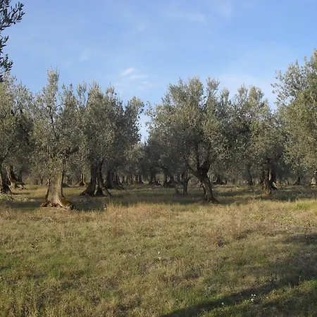 In Gualdo Near Trasimeno *
